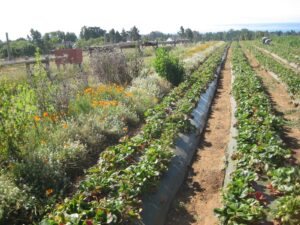 A diversified strawberry farm in California. Photo credit: Claire Kremen.