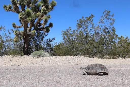 tortoise_hub_2