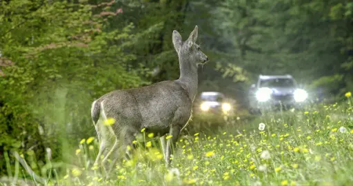 cougar-vehicle-collision