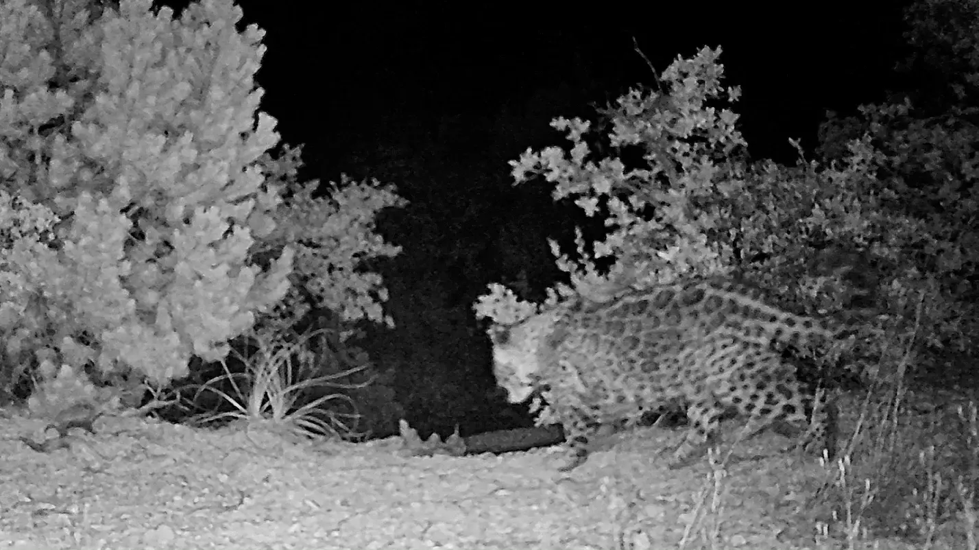 A New York Times feature highlights CSP's role in verifying the first credible sighting of a female jaguar near the U.S.–Mexico border in more than 70 years
